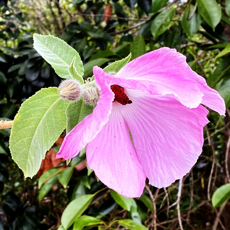 Hibiscus Splendens