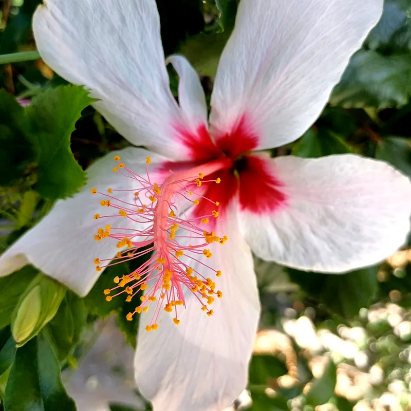 Family: Malvaceae Hibiscus waimeae is a flowering shrub endemic to Kauai. Considered a ‘utility friendly‘ plant, it won’t reach more than 15 feet tall. More often, it grows to the 5 to 8 foot range. As with all hibiscus, these can be trimmed to the desired height and shape, although it is an elegant tree in its natural state. Hibiscus waimeae profusely blooms most of the year, taking a short break at the end of winter. The red stamen contrasts nicely with the pure white petals. Prominently displayed at the branch tips, the dainty flowers put on a beautiful display. Their small size is perfect for tucking behind the ear. It performs best with some shade. A perfect xeriscape plant, It is suitable for both wet and dry situations, even drought-prone areas. In general, it is a fast-growing, low-maintenance plant. However, as with all hibiscus, Chinese rose beetle and other sucking insects are a problem. It has a long history of cultivation. Hawaiians grew these ornamentally to beautify their yard. Only two hibiscus species are scented, and both are native white hibiscus.