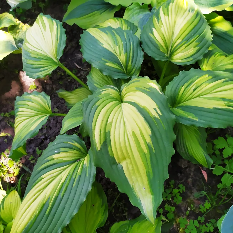 Hosta Angel Falls