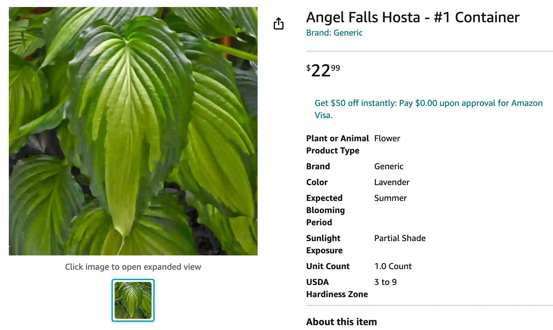 Hosta Angel Falls | Monsteraholic