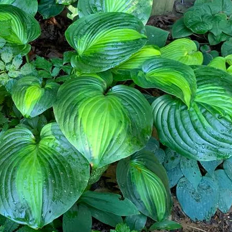 Hosta Avocado