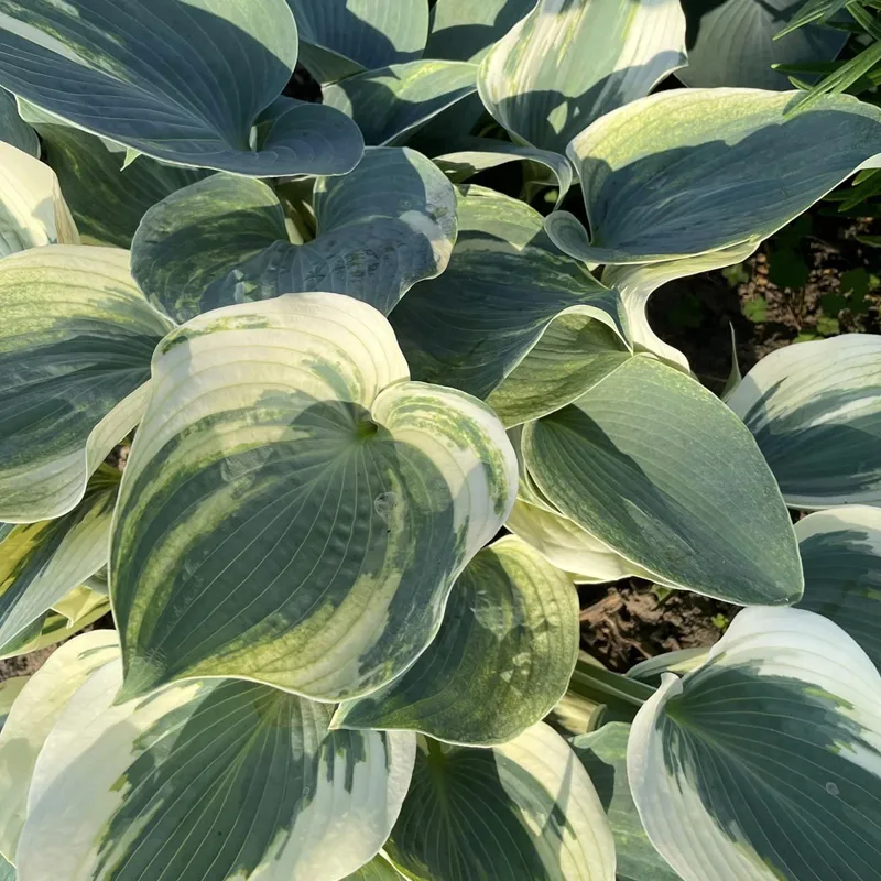 Hosta Blue Ivory