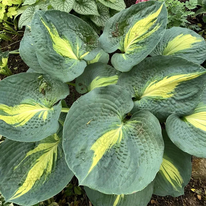 Hosta Dream Weaver