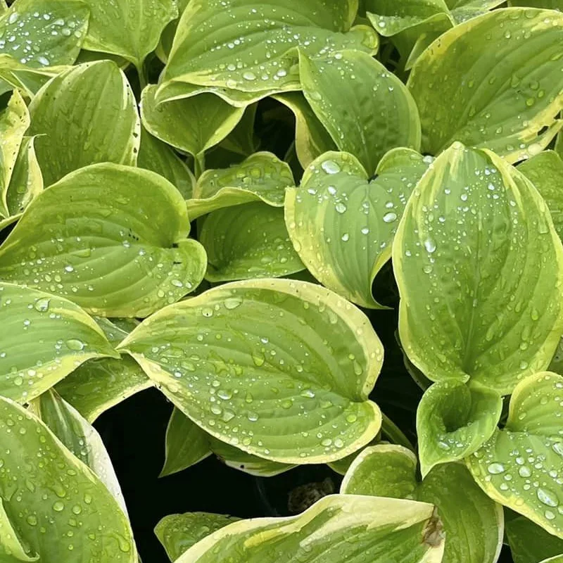 Hosta Fragrant Bouquet