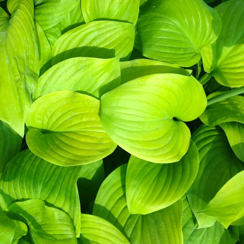 Hosta Fried Bananas