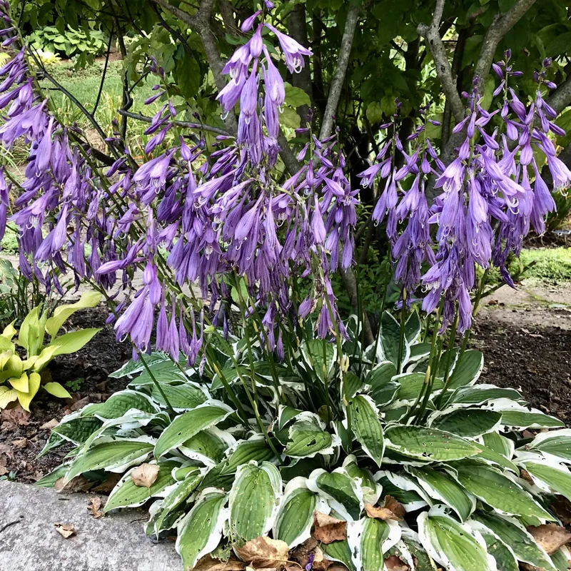 Hosta Ginko Craig