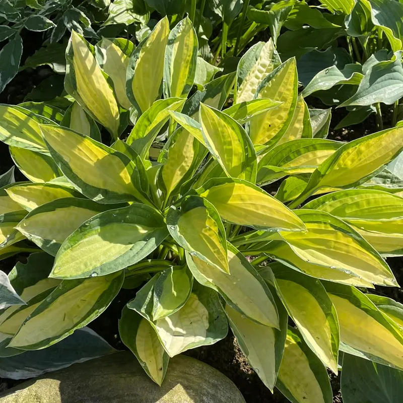 Hosta Gypsy Rose