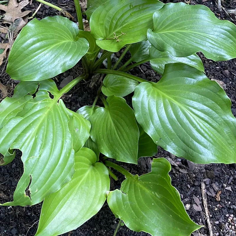 Hosta Invincible