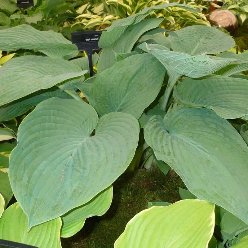 Hosta Jurassic Park