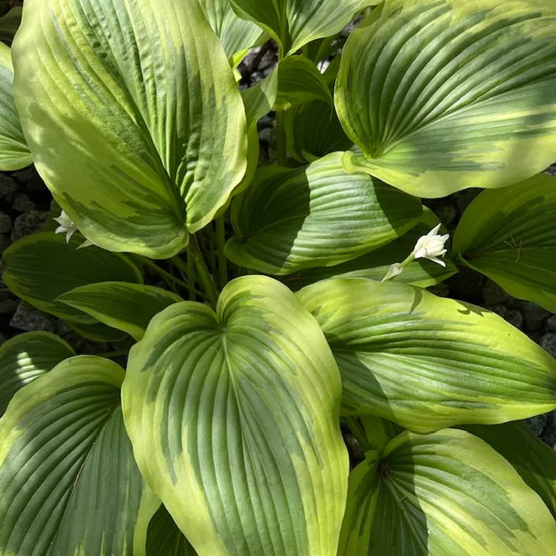 Hosta Montana