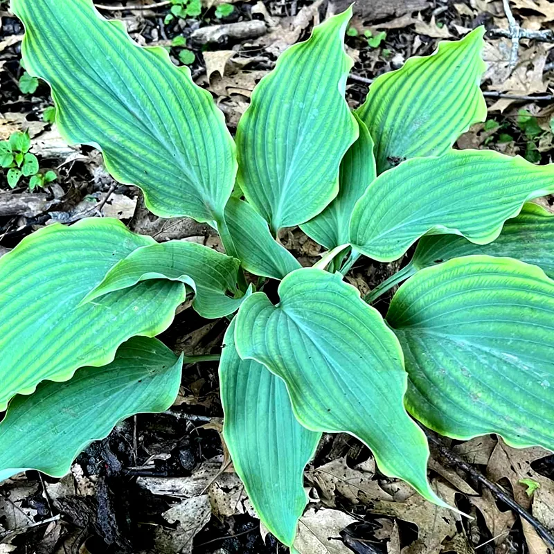 Hosta Neptune