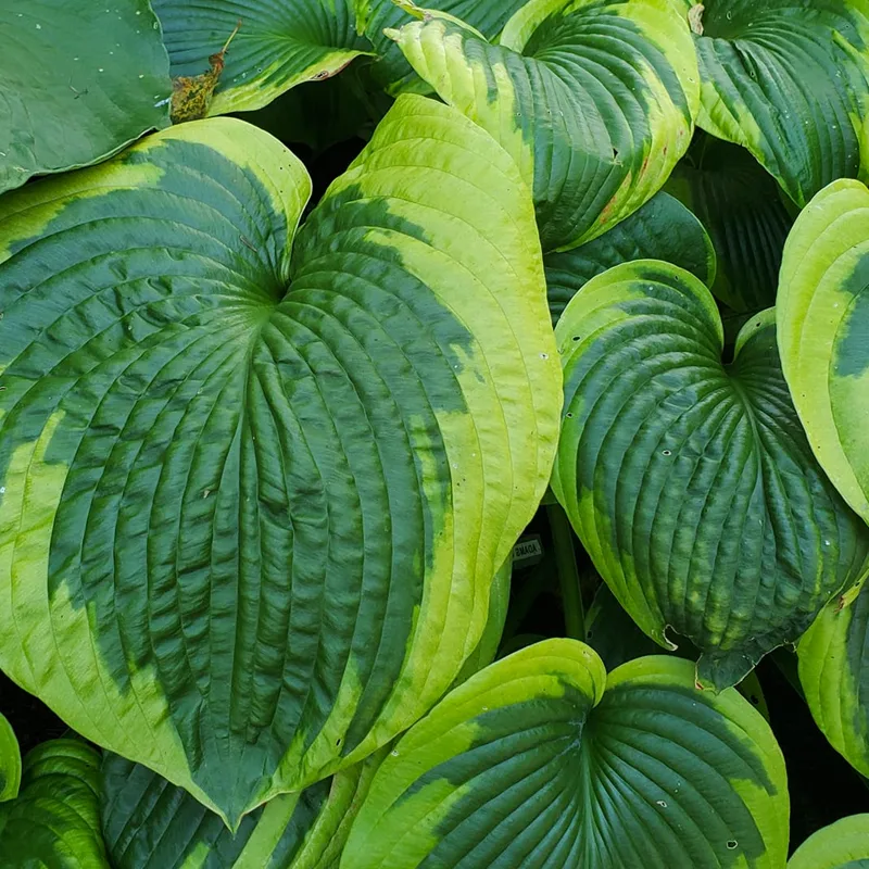 Hosta Olive Bailey Langdon