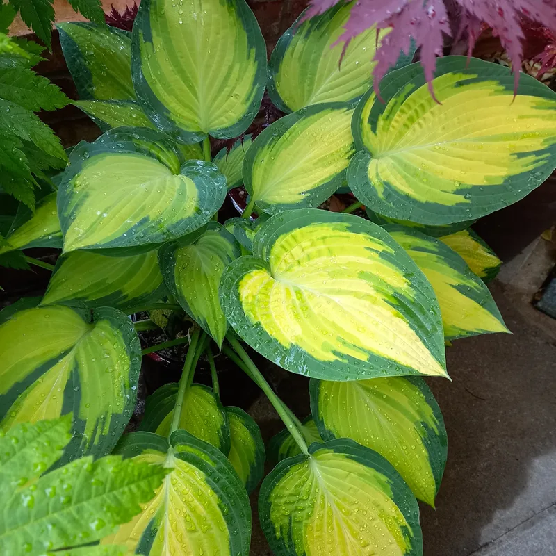 Hosta Orange Marmalade