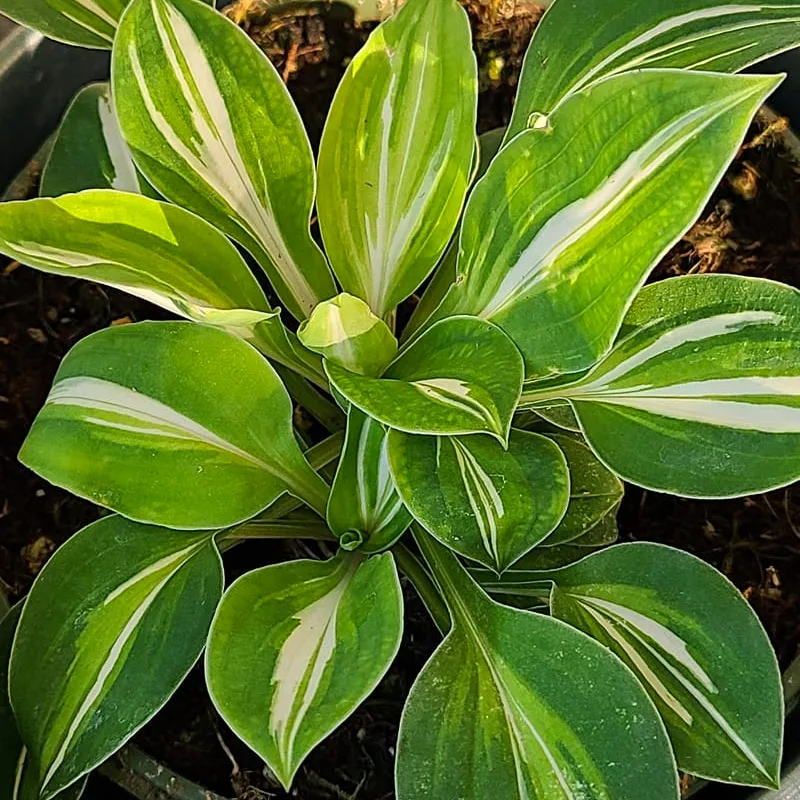 Hosta Pandora's Box