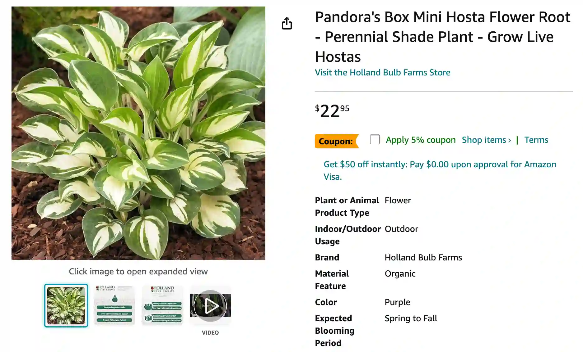 Hosta Pandoras | Monsteraholic