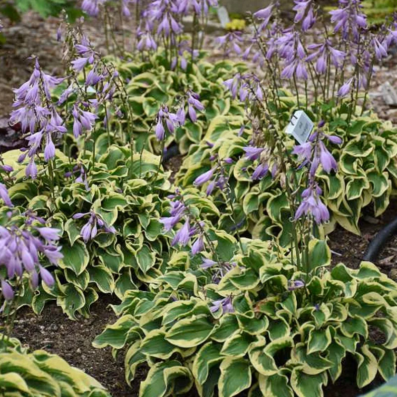 Hosta Pilgrim