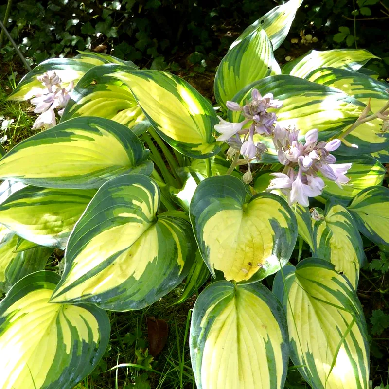 Hosta Remember Me