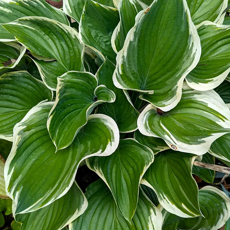 Hosta Sagae