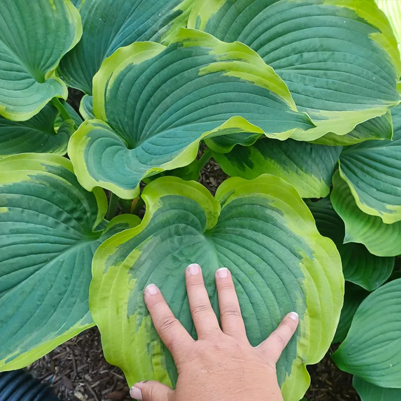 Hosta Seducer