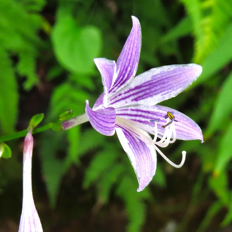 Hosta Sieboldii