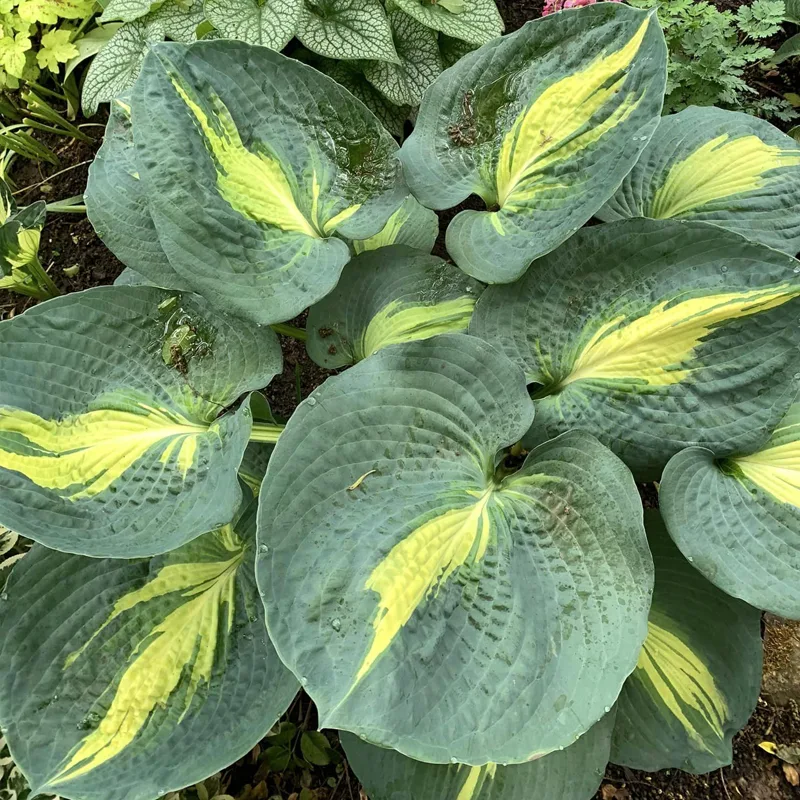 Hosta Thunderbolt