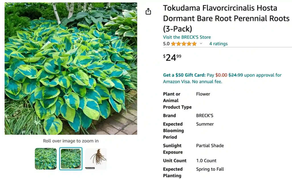 Hosta Tokudama Flavocircinalis | Monsteraholic