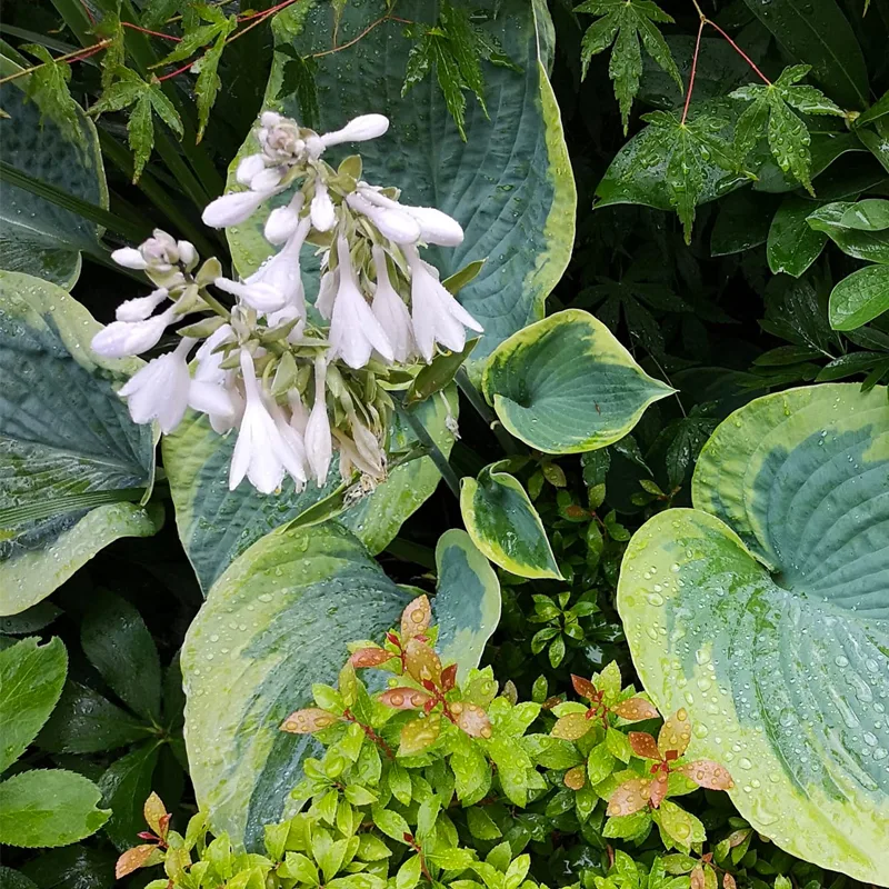 Hosta Tokudama Flavocircinalis