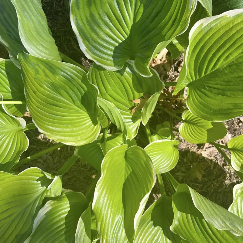 Hosta Winter Snow