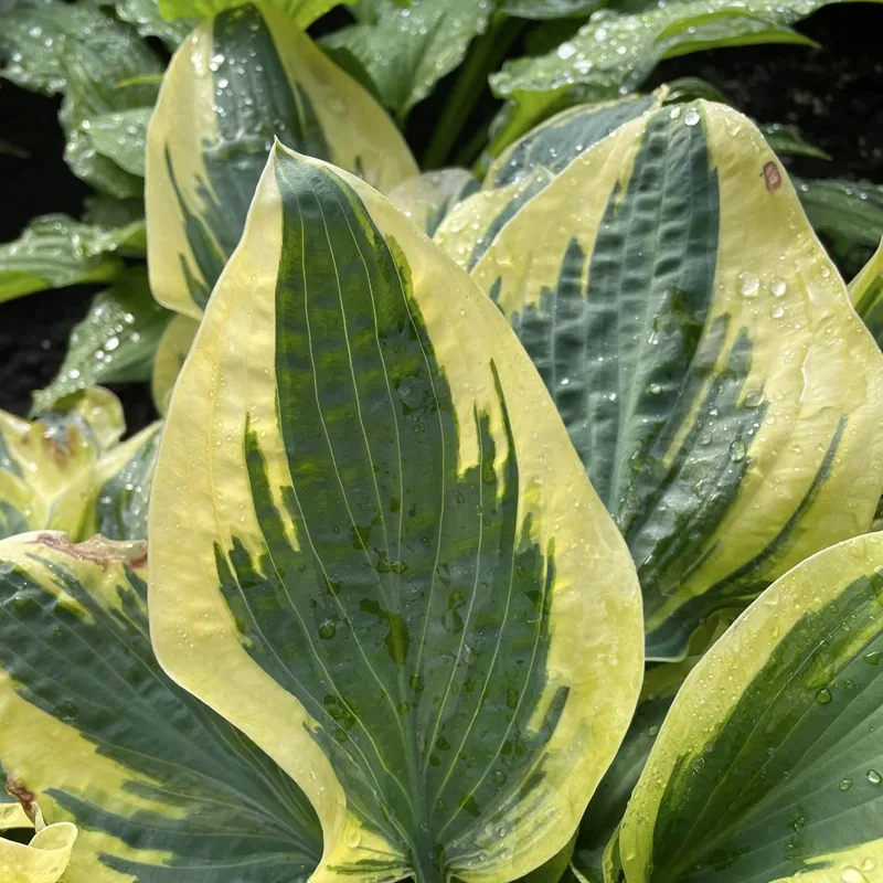 Hosta Wolverine