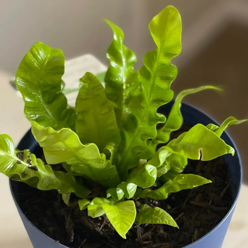 Japanese Asplenium Nidus Fern