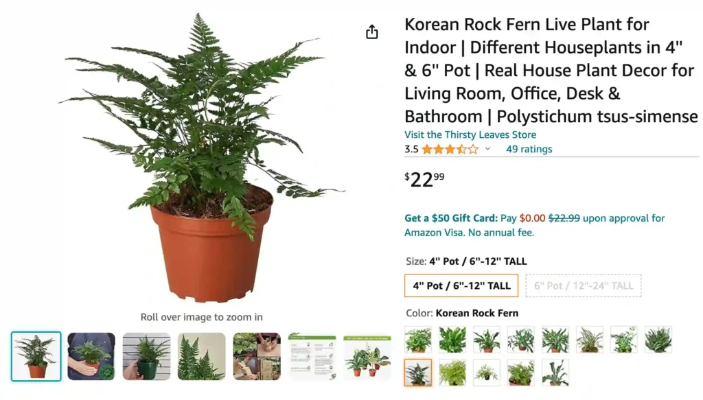 Korean Rock Fern | Monsteraholic