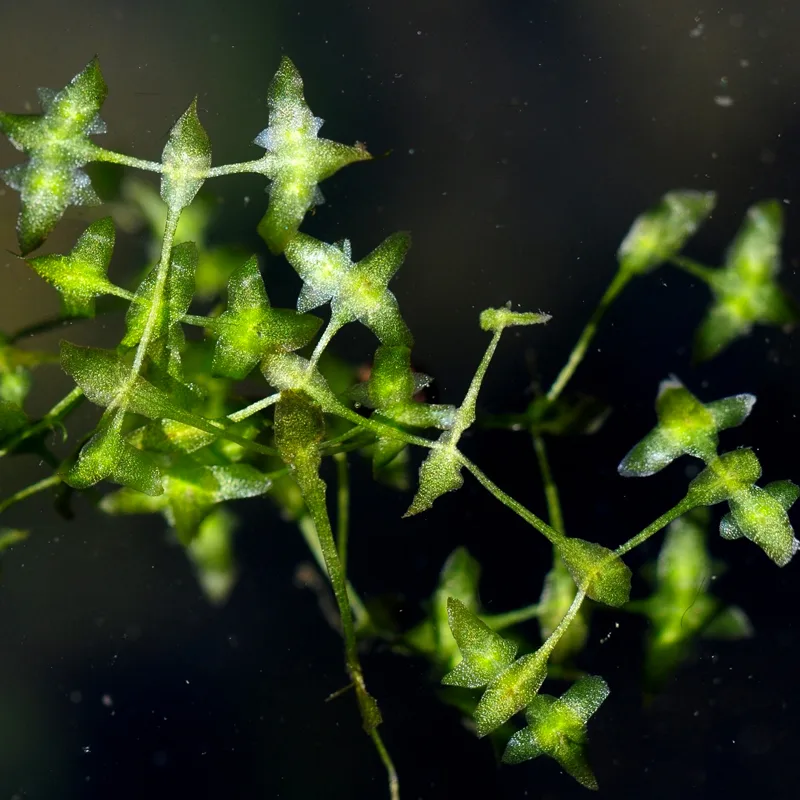 Lemna Trisulca