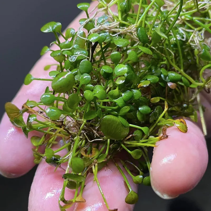 Marsilea Hirsuta