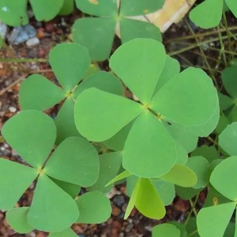 Marsilea Quadrifolia