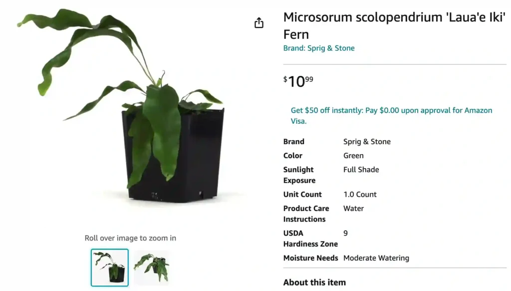 Microsorum Scolopendria | Monsteraholic