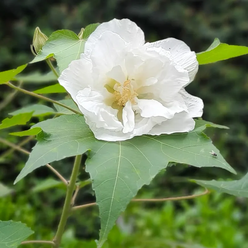 Mutabilis Hibiscus