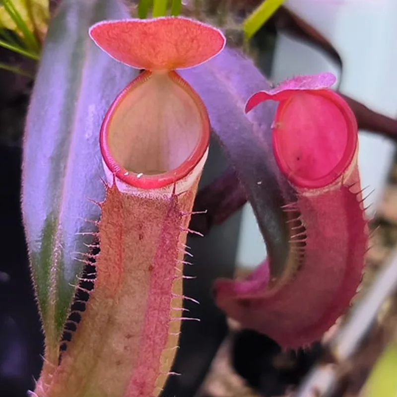 Nepenthes Albomarginata