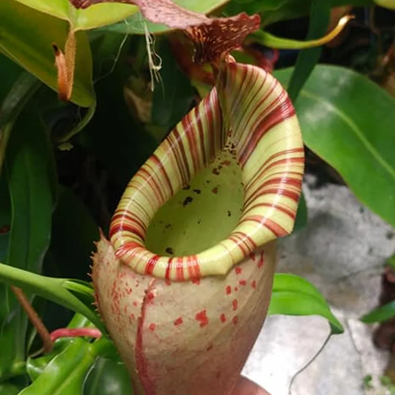 Nepenthes Burbidgeae