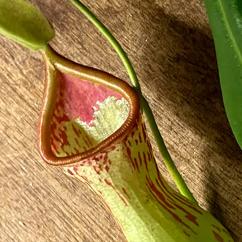 Nepenthes Burkei