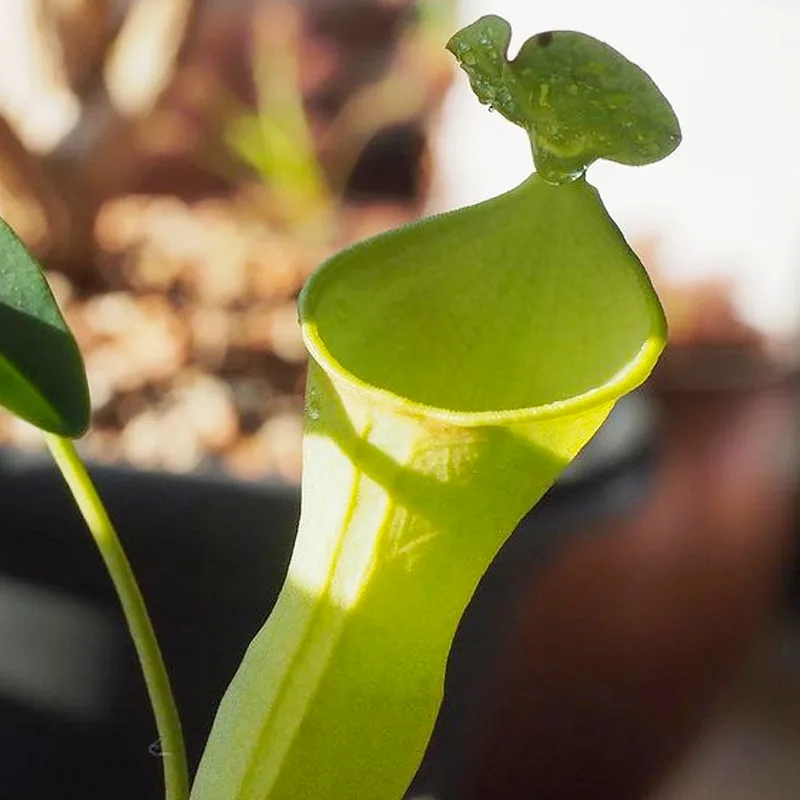 Nepenthes Campanulata