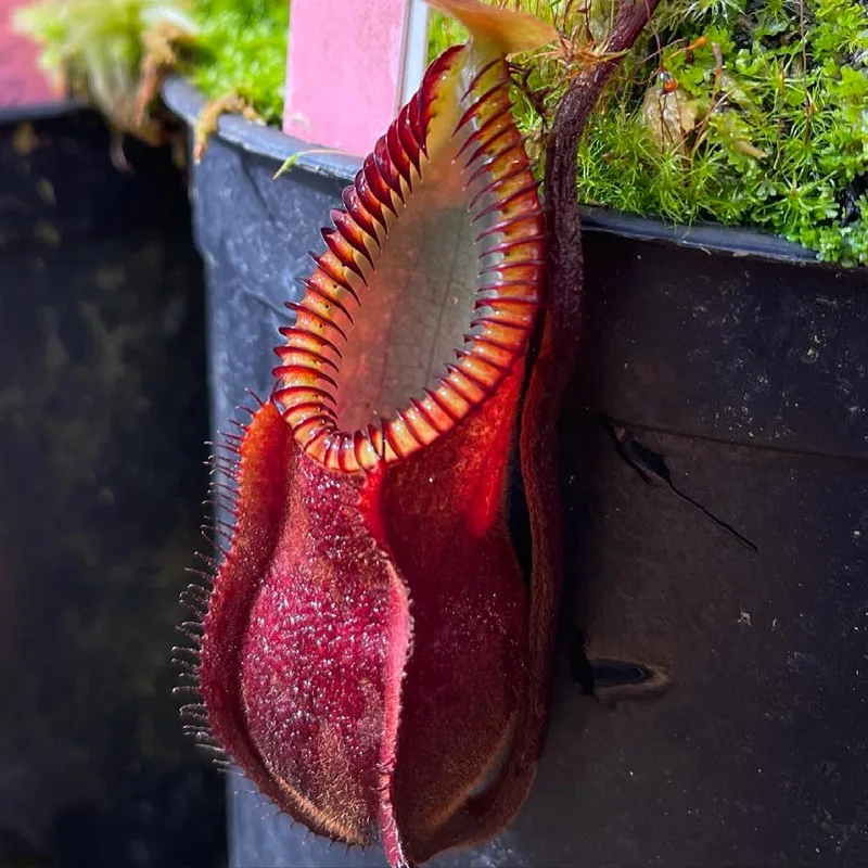 Nepenthes Diabolica