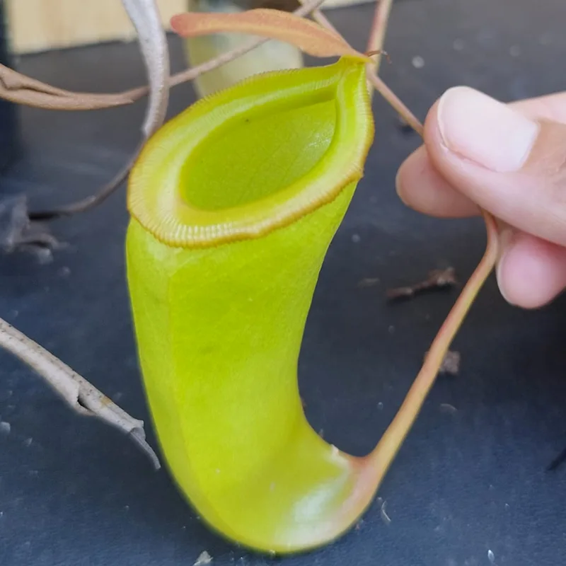 Nepenthes Dubia