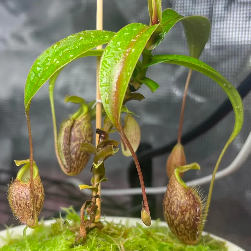 Nepenthes Glabrata