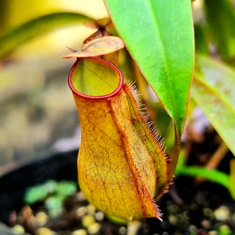 Nepenthes Gracilis