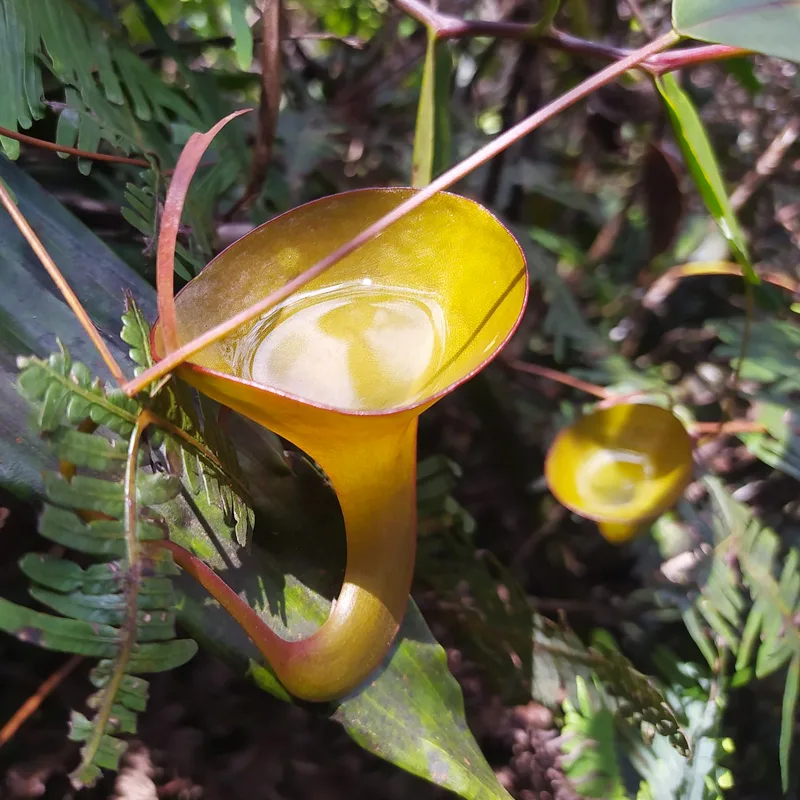 Nepenthes Inermis