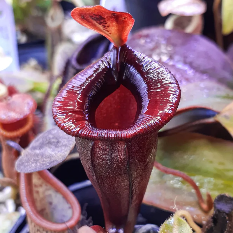 Nepenthes Jacquelineae