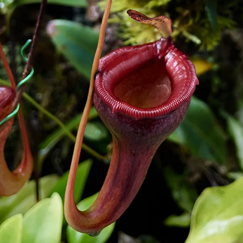 Nepenthes Jamban