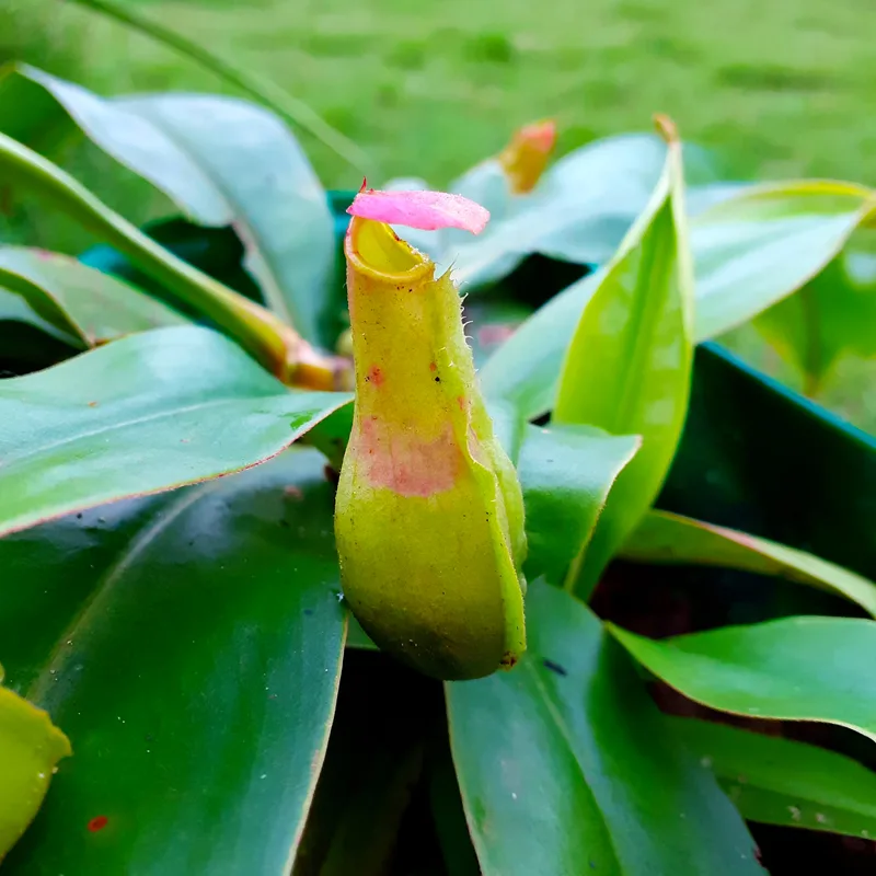 Nepenthes Khasiana