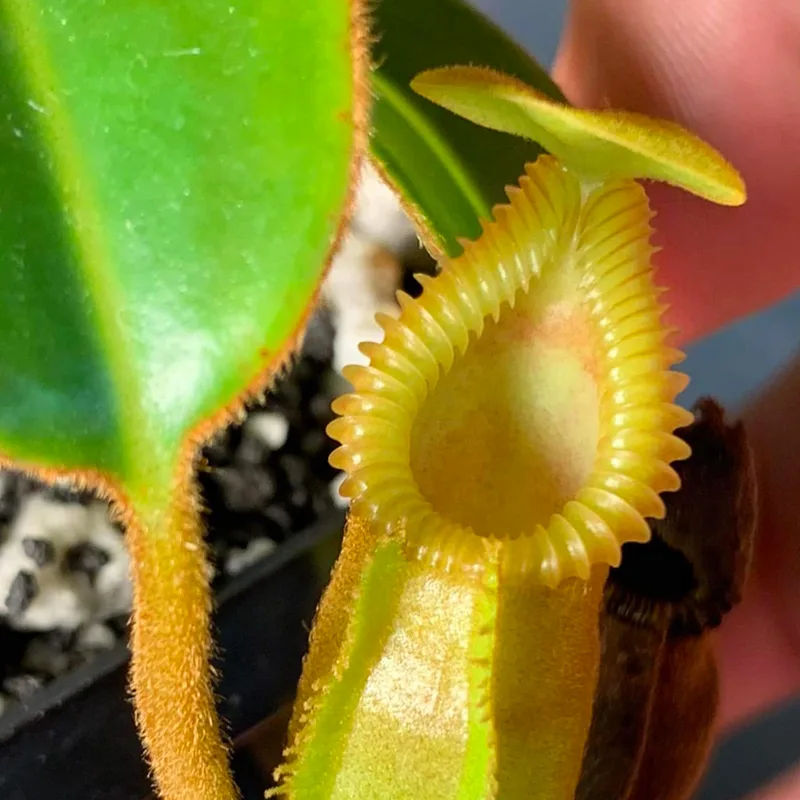 Nepenthes Macrophylla