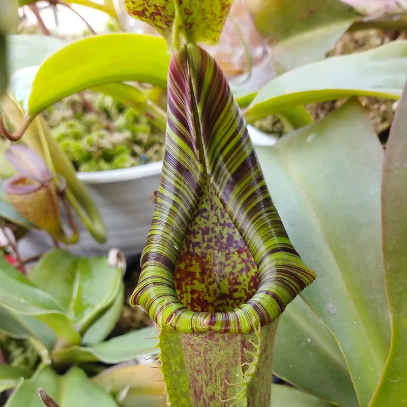 Nepenthes Maxima